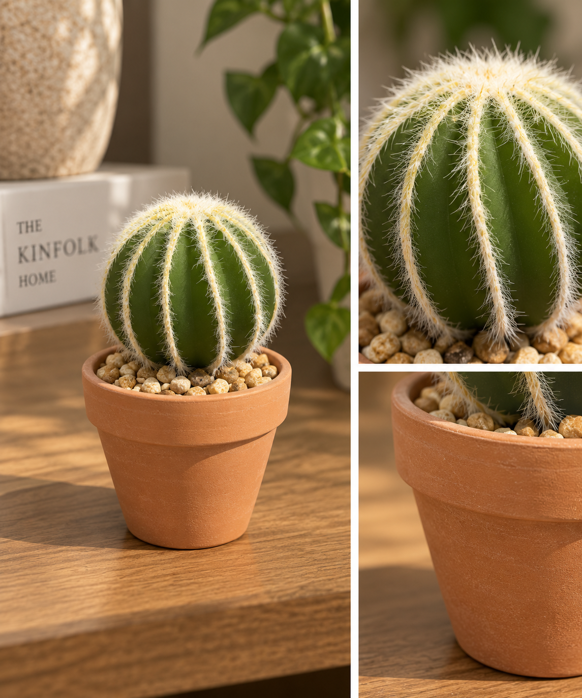 mini cactus